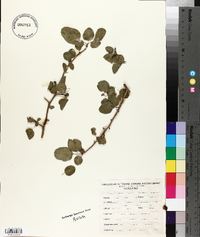 Bursera schlechtendalii image