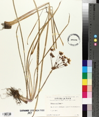 Butomus umbellatus image