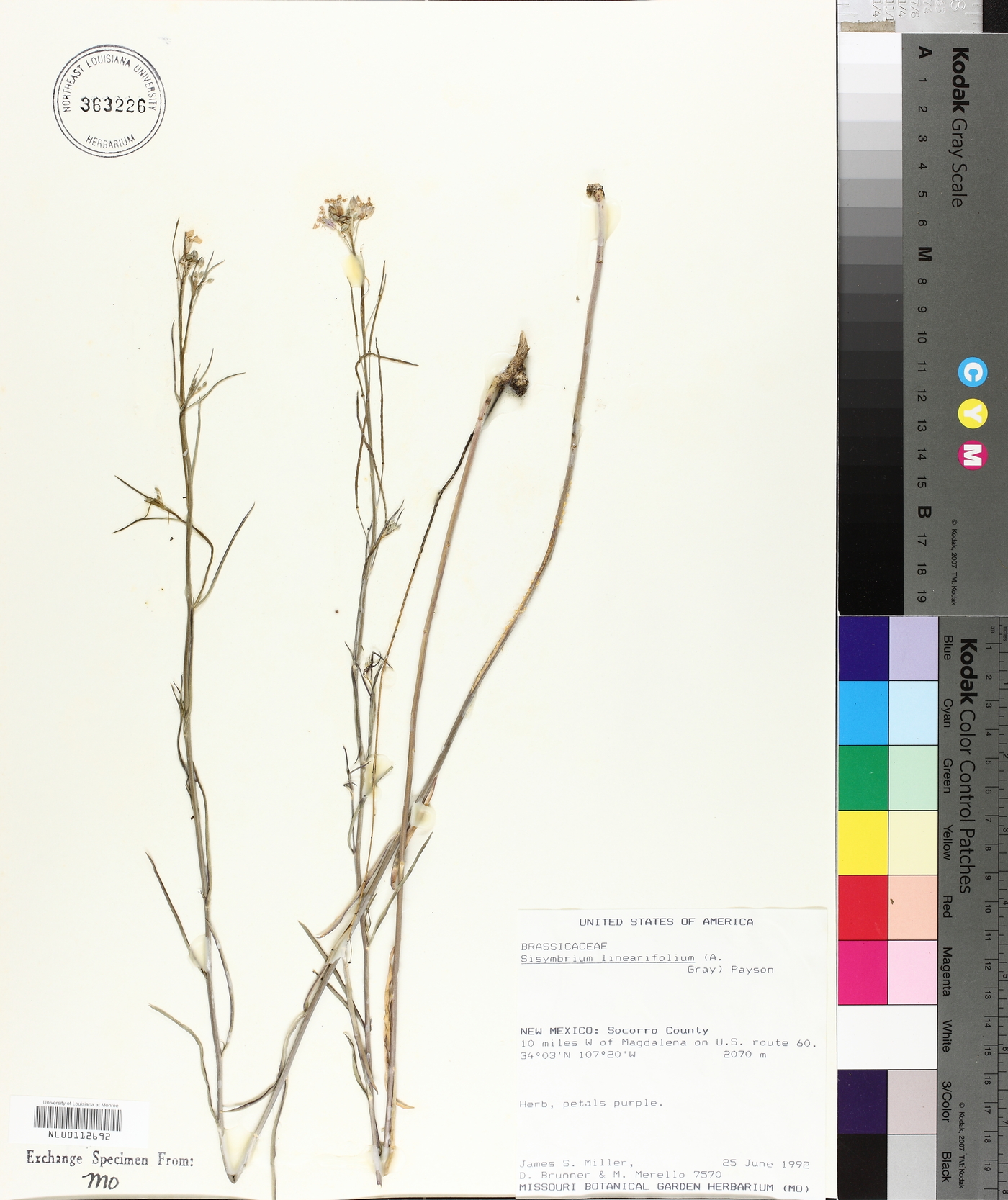 Schoenocrambe linearifolia image