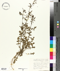 Sisymbrium officinale image