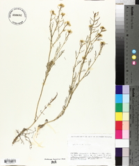 Sisymbrella aspera image