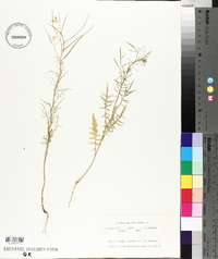 Sisymbrium altissimum image