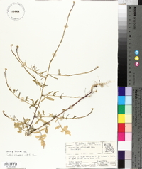 Sisymbrium officinale image