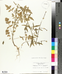 Sisymbrium officinale image