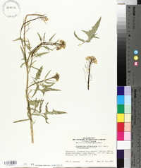 Sisymbrium officinale image