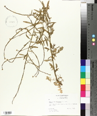 Sisymbrium officinale image