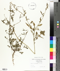 Sisymbrium officinale image