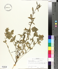 Sisymbrium officinale image