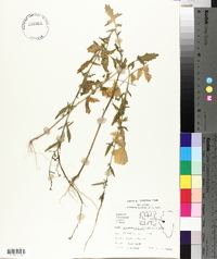 Sisymbrium officinale image