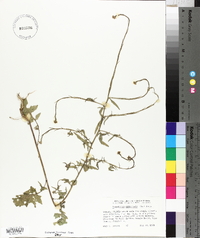 Sisymbrium officinale image