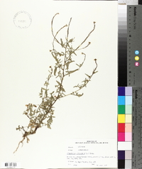 Sisymbrium officinale image