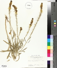 Stanleya pinnata var. integrifolia image