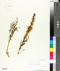 Stanleya pinnata image