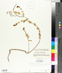 Streptanthus tortuosus image
