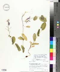 Streptanthus maculatus subsp. obtusifolius image