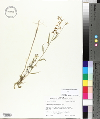 Streptanthus hyacinthoides image