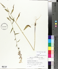 Streptanthus hyacinthoides image