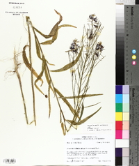 Streptanthus hyacinthoides image