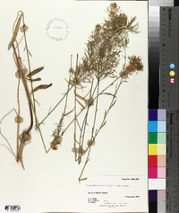 Thelypodium integrifolium image