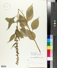 Campanulastrum americanum image