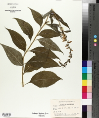 Campanulastrum americanum image