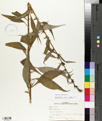 Campanulastrum americanum image