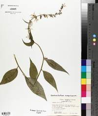 Campanulastrum americanum image