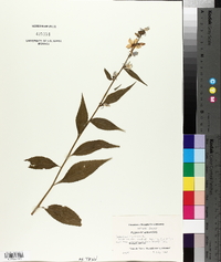 Campanulastrum americanum image