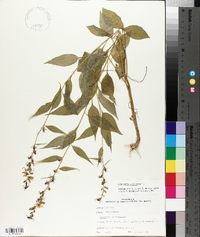 Campanulastrum americanum image