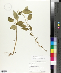 Campanulastrum americanum image