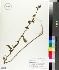 Campanulastrum americanum image