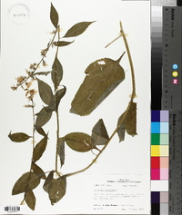 Campanulastrum americanum image