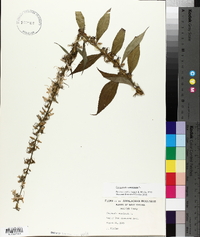 Campanulastrum americanum image