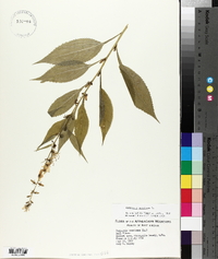 Campanulastrum americanum image