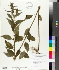 Campanulastrum americanum image