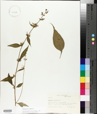 Campanulastrum americanum image