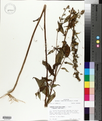 Campanulastrum americanum image