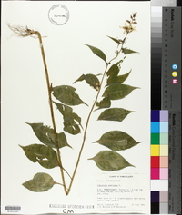 Campanulastrum americanum image