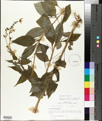 Campanulastrum americanum image