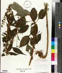 Campanulastrum americanum image