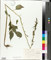 Campanulastrum americanum image