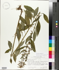 Campanulastrum americanum image