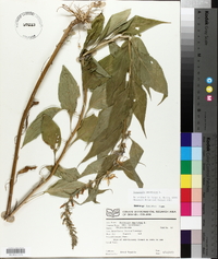 Campanulastrum americanum image