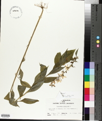 Campanulastrum americanum image