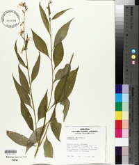 Campanulastrum americanum image