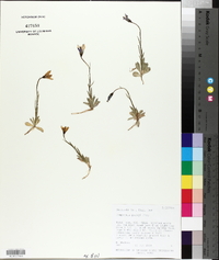 Campanula parryi image