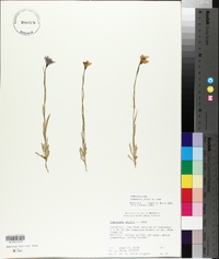 Campanula parryi image