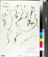 Campanula floridana image