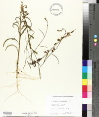 Streptanthus hyacinthoides image