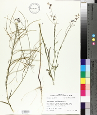 Streptanthus hyacinthoides image